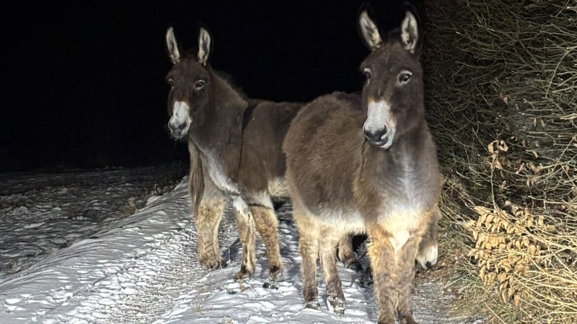 Esel auf Nachtwanderung