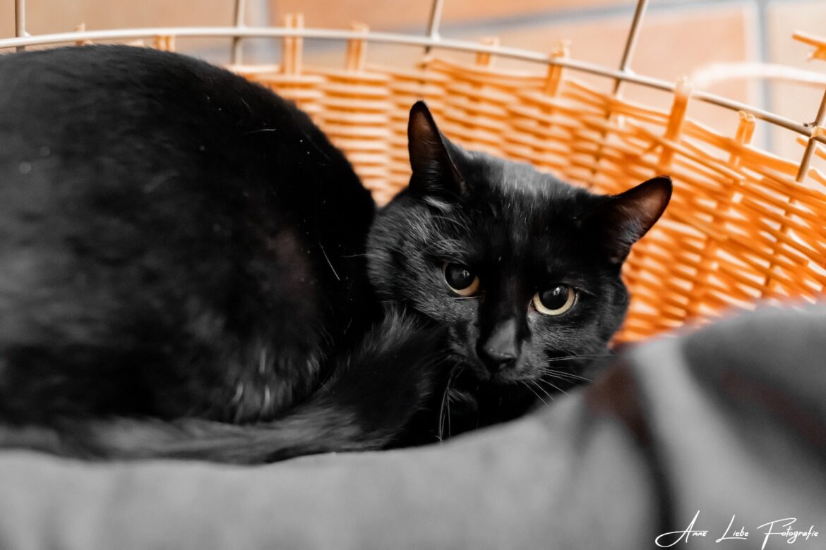 Nala