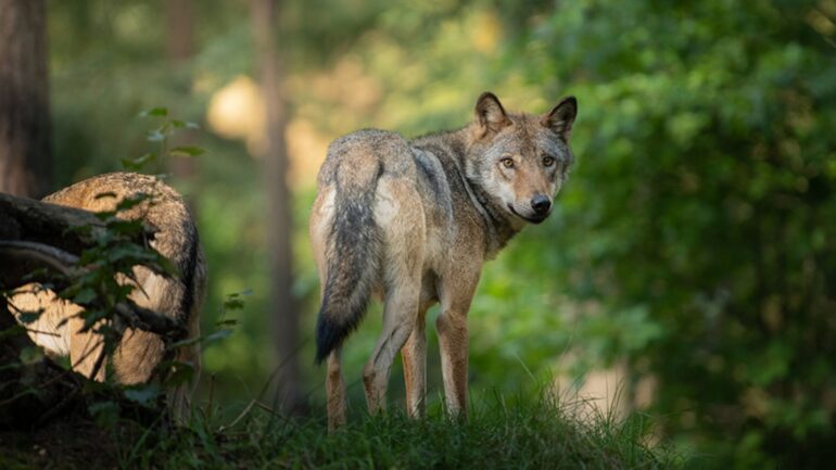 Wolfspräventionsraum Hunsrück