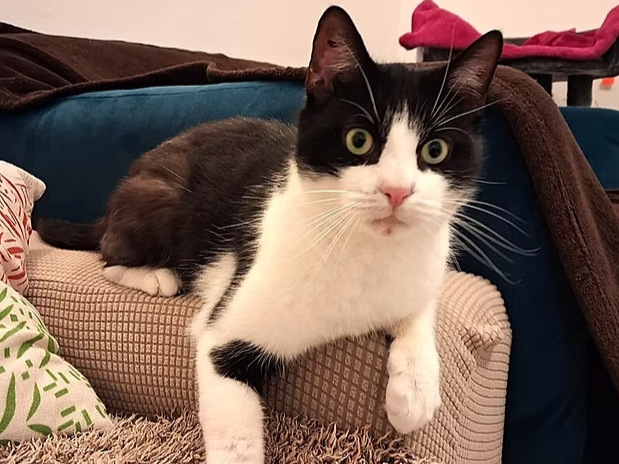 Körbchen gesucht vom 04.02.2026 - Kater Panda