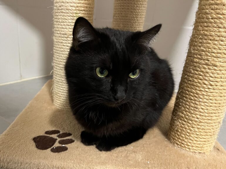 Körbchen gesucht – Kater Ralfie