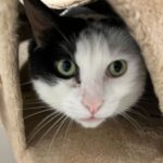 Körbchen gesucht – Kater Rudi