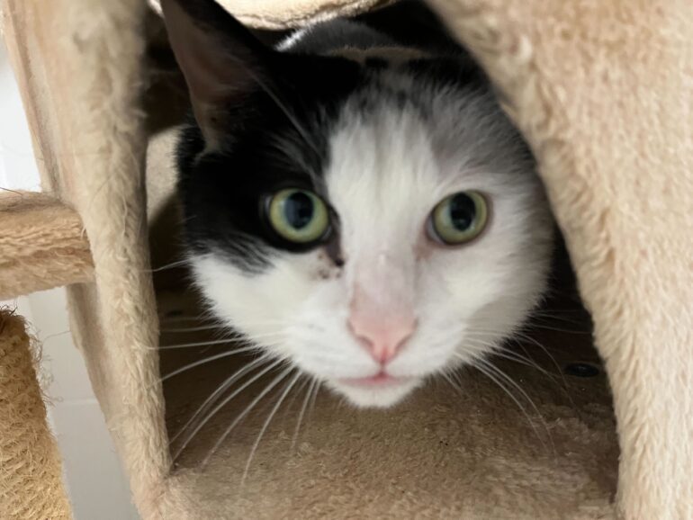 Körbchen gesucht – Kater Rudi