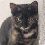 Körbchen gesucht – Katze Quinta