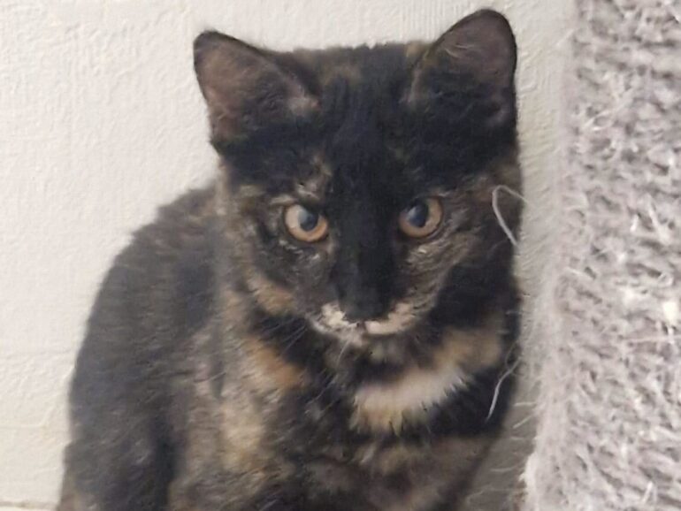 Körbchen gesucht – Katze Quinta