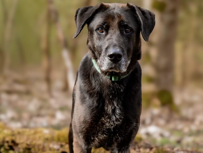 Körbchen gesucht Hündin Helena