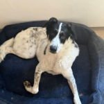 Körbchen gesucht Hund Cassius