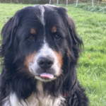 Körbchen gesucht Hund Zander