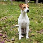  Storchenkamera Worms: Brut hautnah erleben - Alzey-Worms  Nachrichten