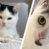 Körbchen gesucht – Katzen Cera & Spike
