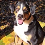 Körbchen gesucht Hund Ben