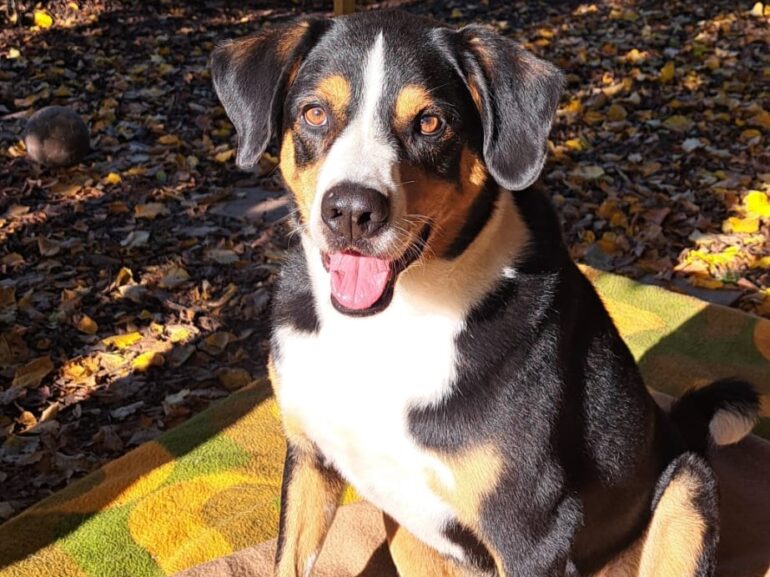 Körbchen gesucht Hund Ben