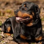 Körbchen gesucht Hund Carlos