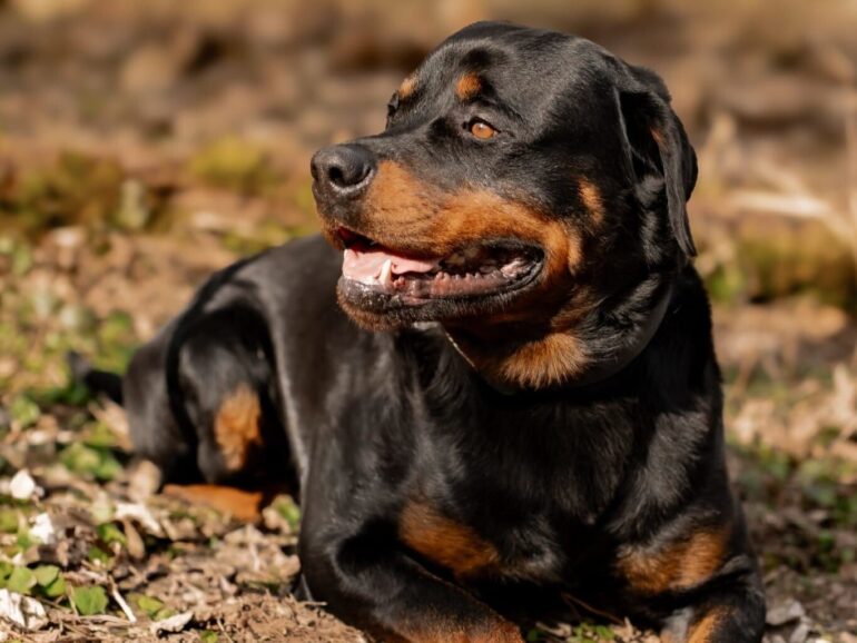 Körbchen gesucht Hund Carlos