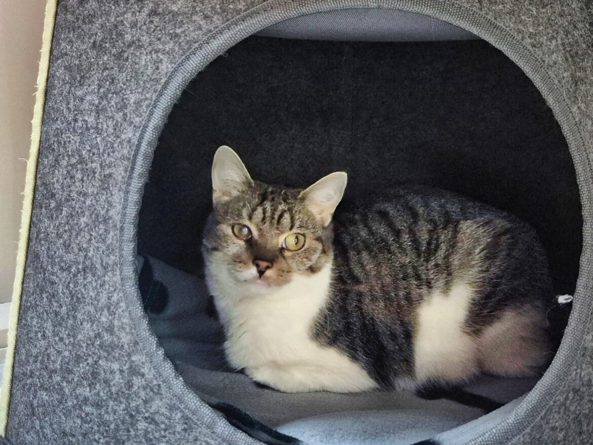 Körbchen gesucht – Katze Nala