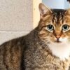 Körbchen gesucht – Kater Amaretto
