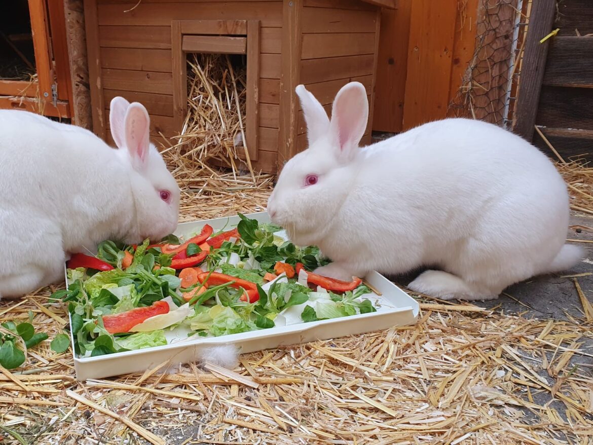 Körbchen gesucht Kaninchen Cory und Dorchen