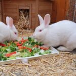 Körbchen gesucht Kaninchen Cory und Dorchen