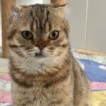 Körbchen gesucht – Kater Oscar
