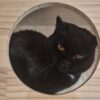 Körbchen gesucht – Katze Anna