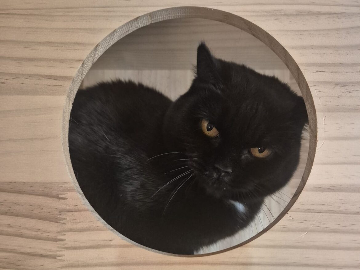 Körbchen gesucht – Katze Anna