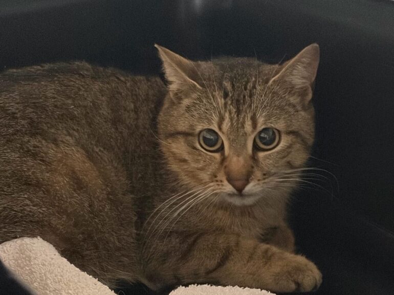 Körbchen gesucht Katze Jella
