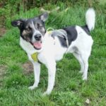 Körbchen gesucht Hund Larry
