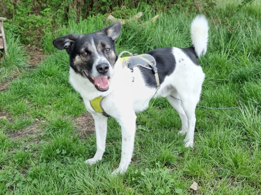 Körbchen gesucht Hund Larry