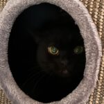 Körbchen gesucht – Kater Freddy