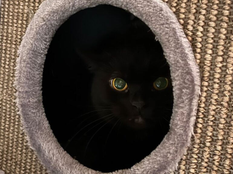 Körbchen gesucht – Kater Freddy