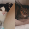 Körbchen gesucht – Katzen Gustav und Mathilda