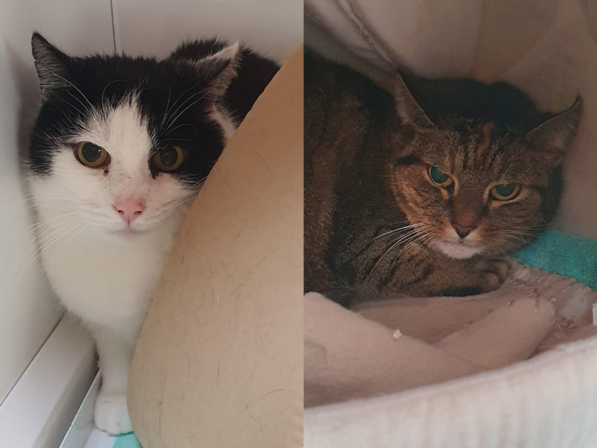 Körbchen gesucht – Katzen Gustav und Mathilda