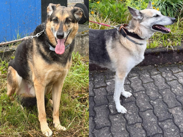Körbchen gesucht – Hunde Luna & Leo
