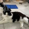 Körbchen gesucht – Katzen Olaf & Christoph