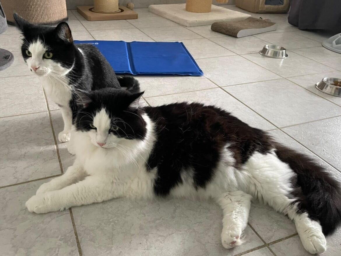 Körbchen gesucht – Katzen Olaf & Christoph