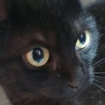 Schwarze Katze Fussel