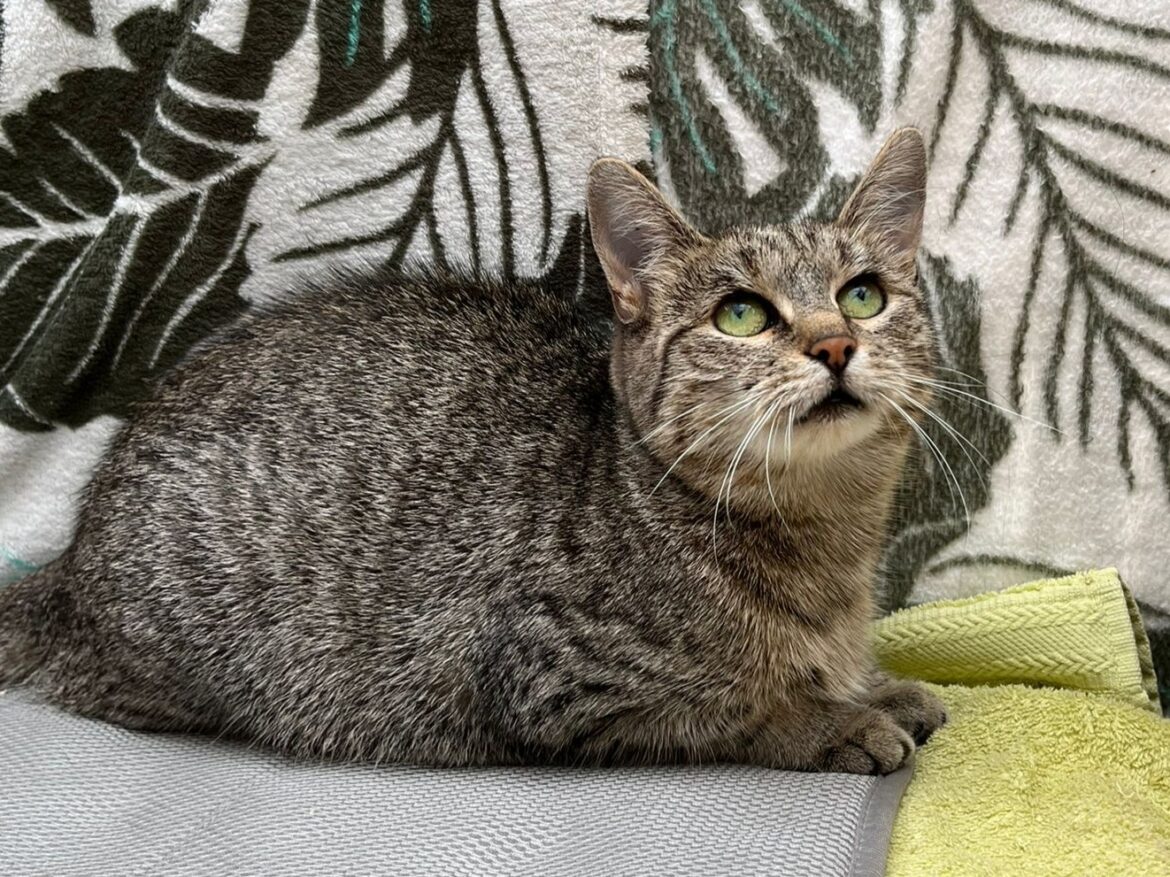 Katze Hannah vom Tierschutzverein Mensch und Tier in Bingen-Büdesheim