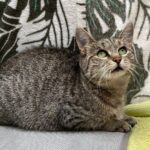 Katze Hannah vom Tierschutzverein Mensch und Tier in Bingen-Büdesheim