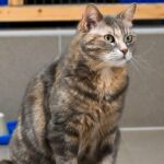 Körbchen gesucht Katze Inka