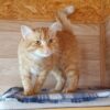 Körbchen gesucht – Katze Nala