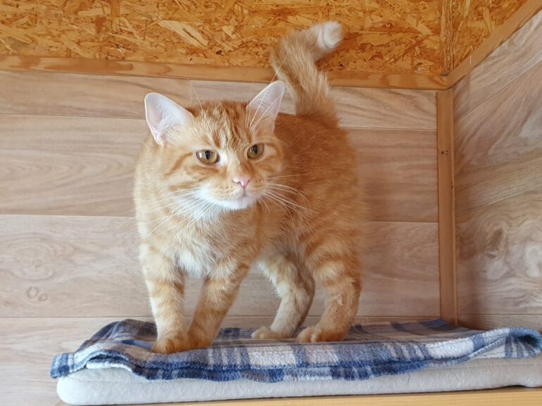 Katze Nala