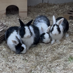 Körbchen gesucht – Toy-Story-Kaninchen