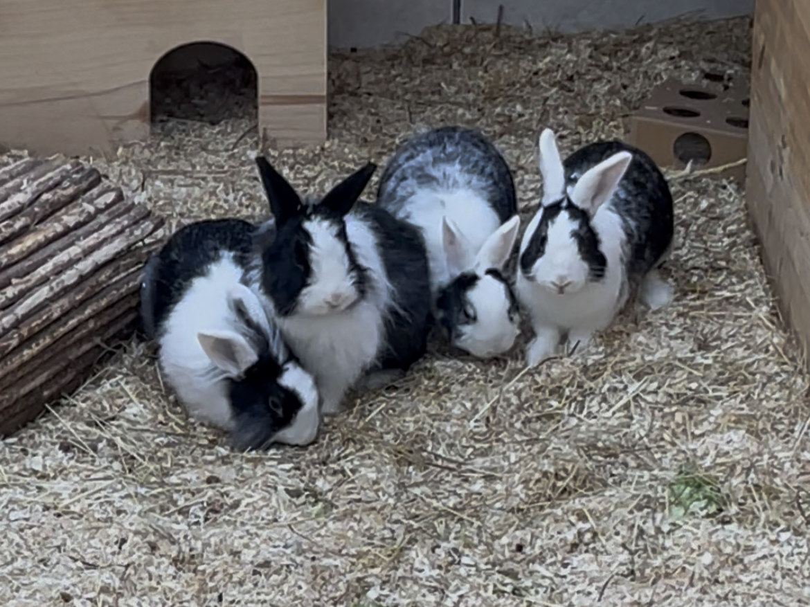 Körbchen gesucht – Toy-Story-Kaninchen