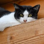 Körbchen gesucht – Katze Elfi