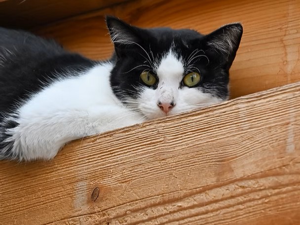 Körbchen gesucht – Katze Elfi