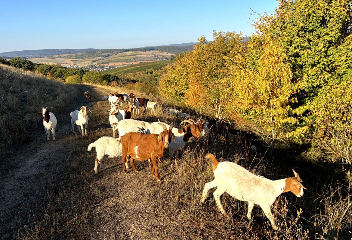 Schafe und Ziegen auf der Deponie