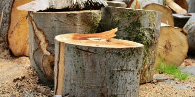 tree trunk, wood, wood beat